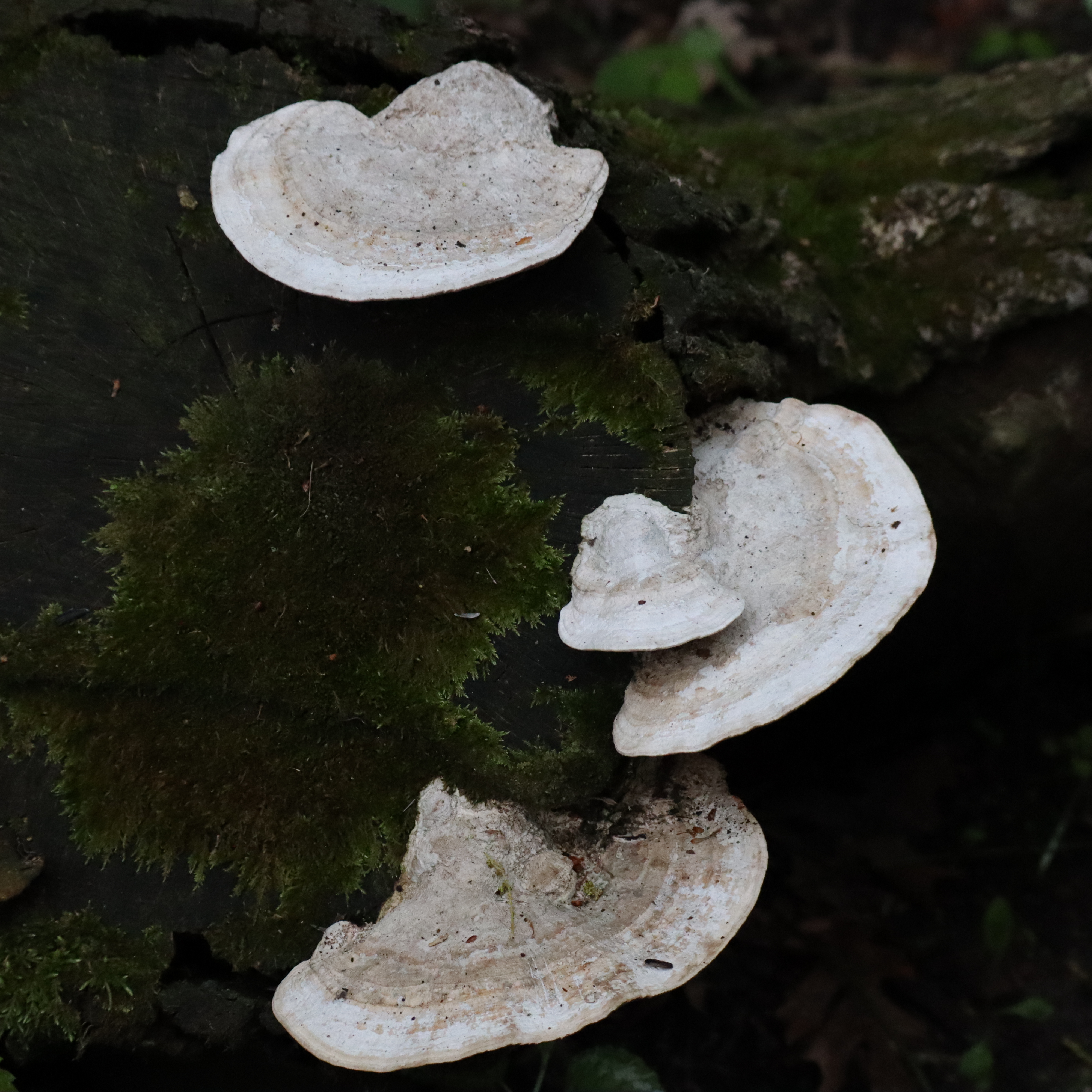 C6FAE8CA-610A-4FB0-968D-DCC471E8D0C9