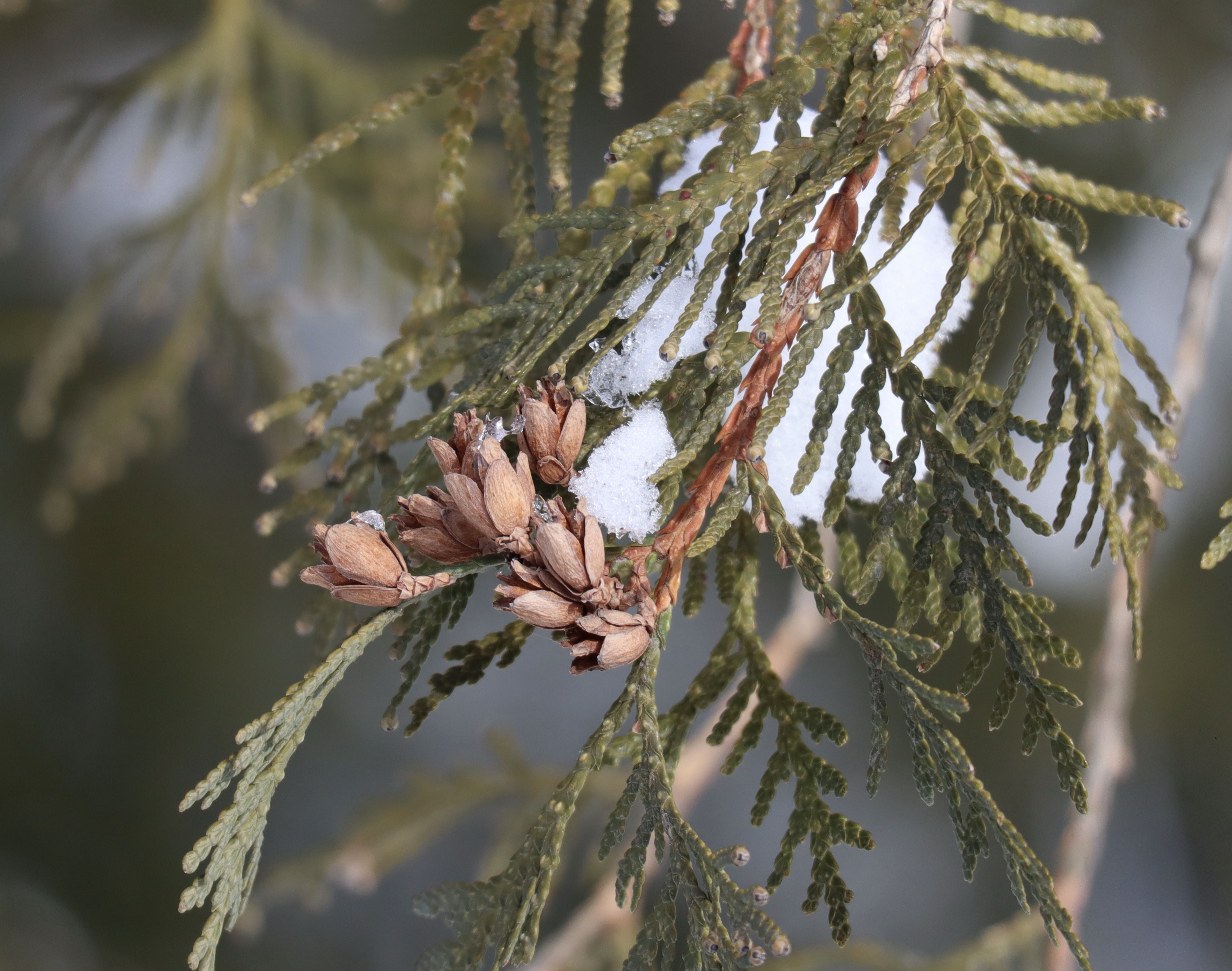 F67001F4-7B85-4DAB-A90A-3D85DA8A9A79_1_201_a